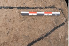 Foto (Detailansicht) von Araucaria sternbergii Goeppert (NHMW-GEO-2024-0188-8306)